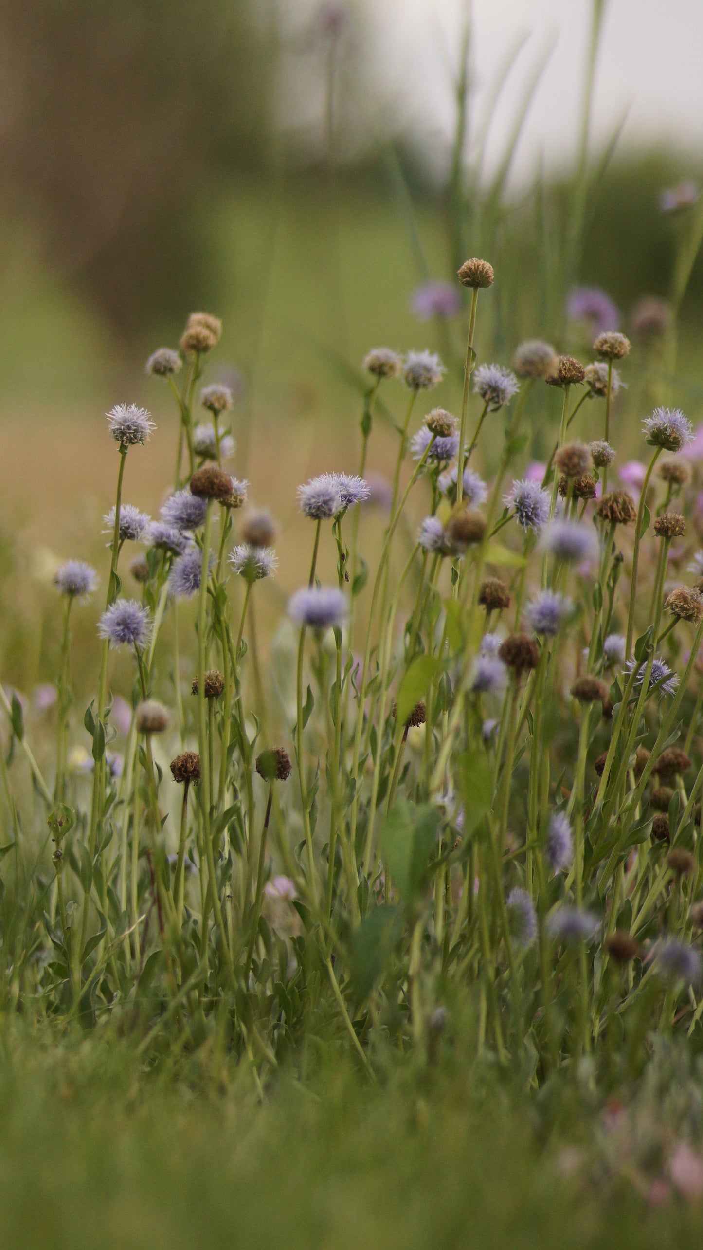 Globularia trichosantha - Behaarte Kugelblume