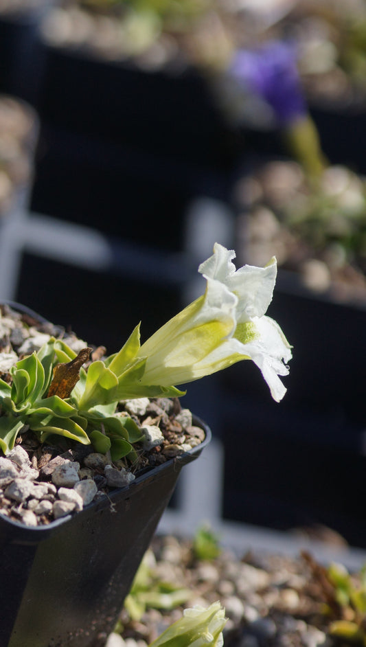Gentiana acaulis 'Alba Weber' - Stängelloser Enzian