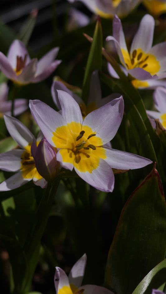 Tulipa saxatilis - Felsen-Tulpe