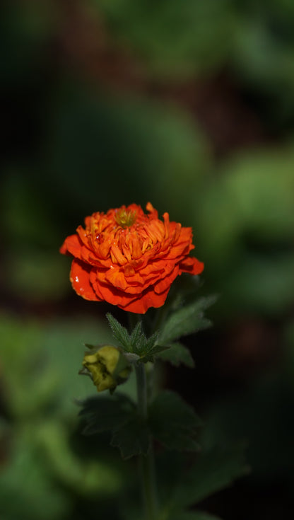 Geum Hybride 'Orange Pumpkin' - Nelkenwurz