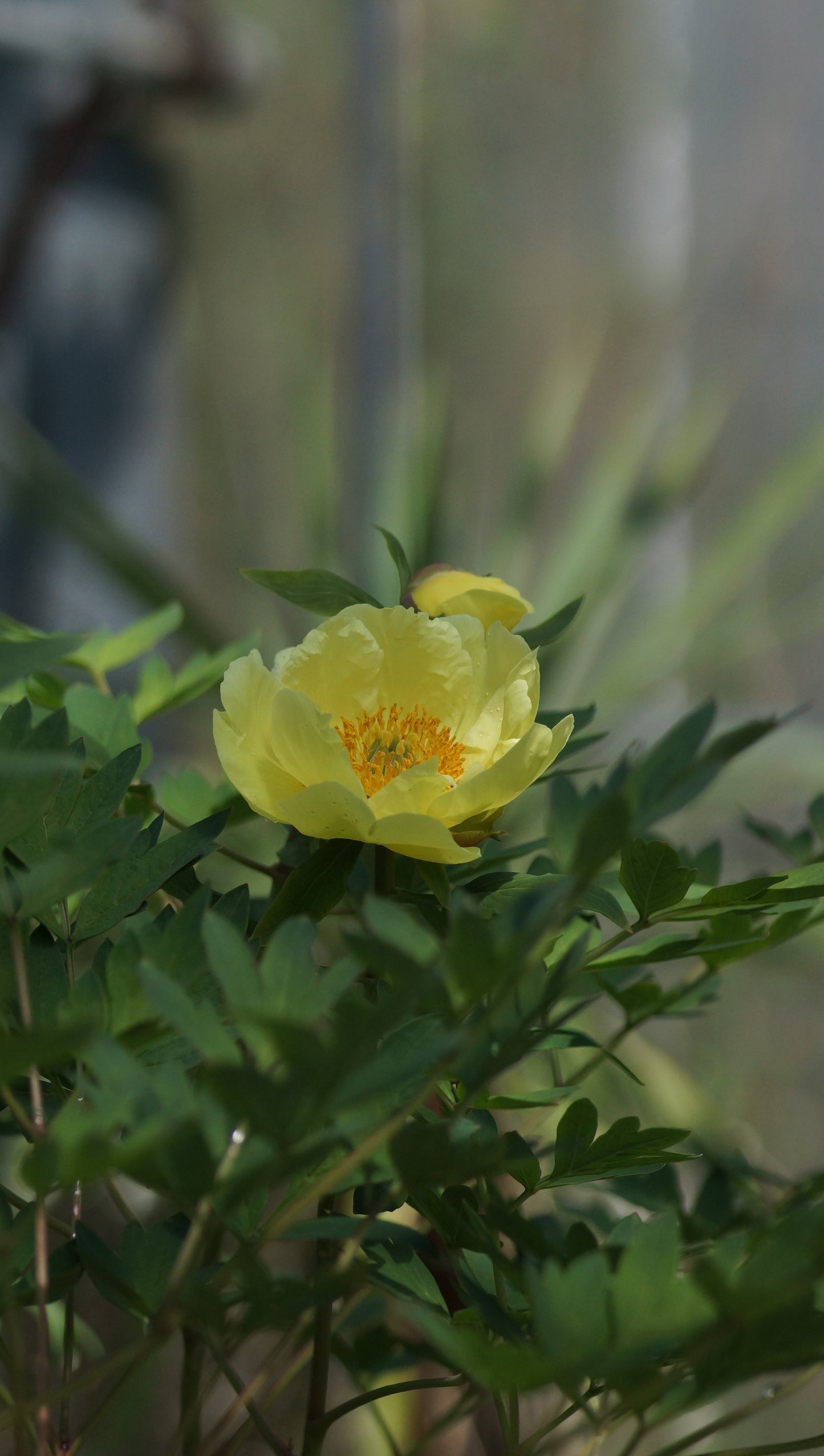 Paeonia Rockii-Hybride 'Souvenir de Lothar Parlasca' - Strauch-Pfingstrose