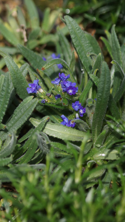 Anchusa cespitosa - Kretische Ochsenzunge