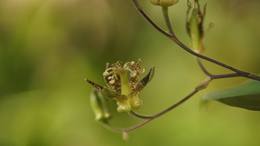 Tricyrtis puberula - Flaumhaarige Krötenlilie