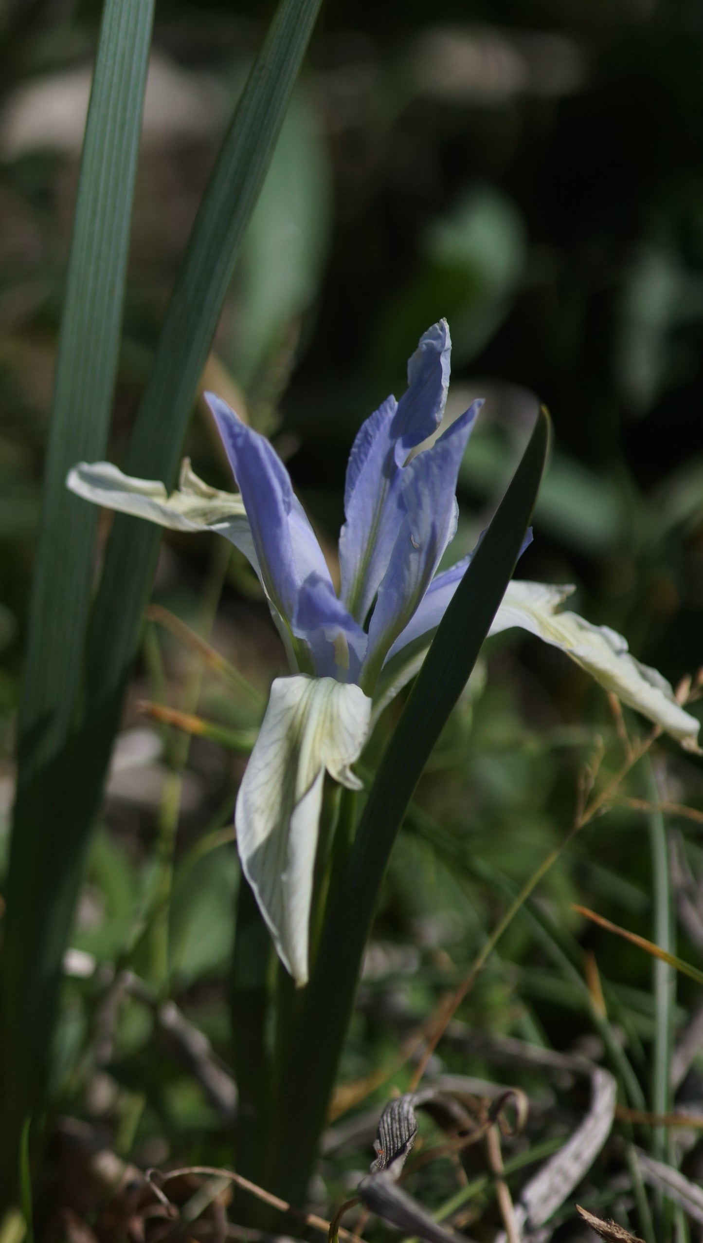 Iris lactea - Milchweisse Schwertlilie