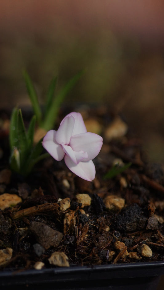 Rhodohypoxis baurii 'Alba' - Grasstern