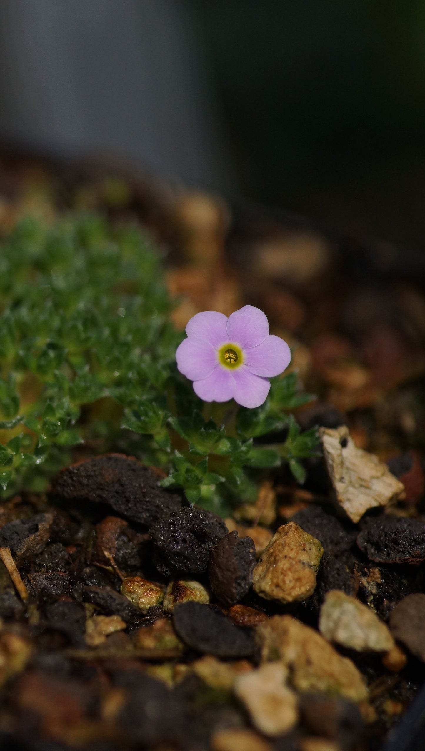 Androsace muscoidea - Hindukusch-Mannsschild