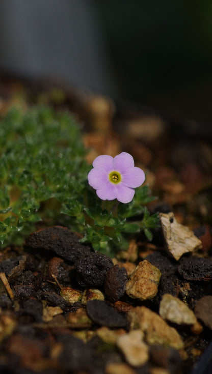 Androsace muscoidea - Hindukusch-Mannsschild