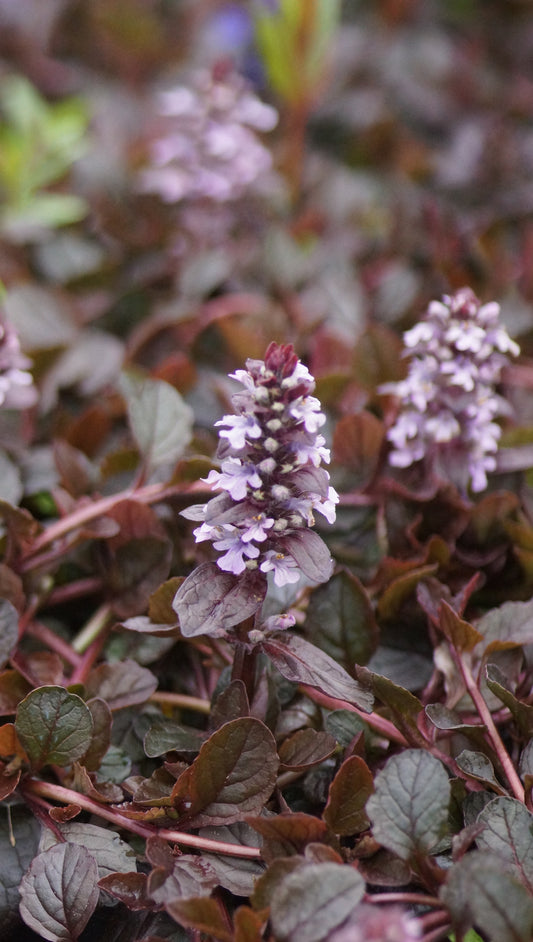 Ajuga reptans 'Rosenkrabbe' - Kriechender Günsel