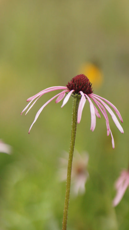 Echinacea pallida - Prärie-Igelkopf