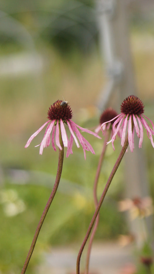 Echinacea pallida - Prärie-Igelkopf