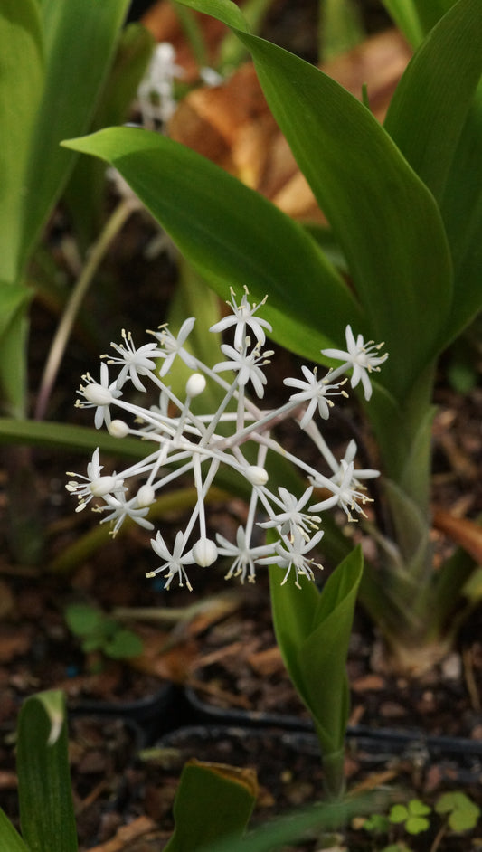 Speirantha gardenii (Syn. S. convallarioides) - Sternmaiglöckchen