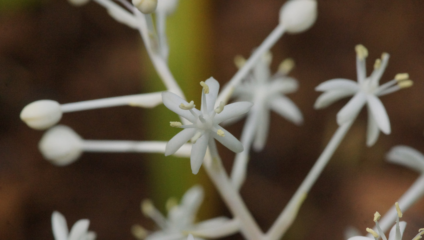 Speirantha gardenii (Syn. S. convallarioides) - Sternmaiglöckchen