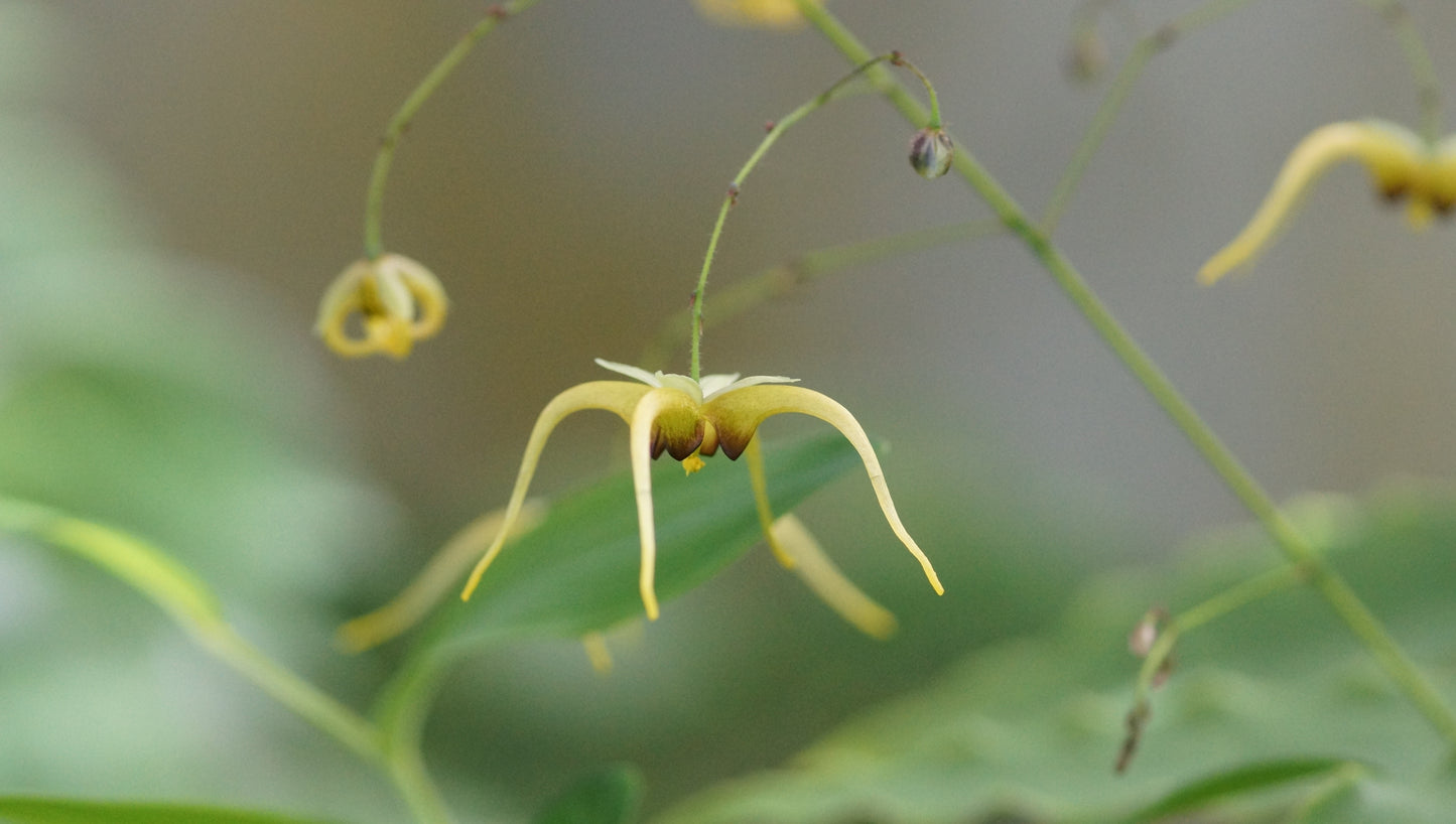 Epimedium species 'The Giant' - Riesen-Elfenblume