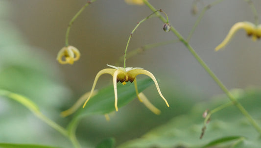 Epimedium species 'The Giant' - Riesen-Elfenblume