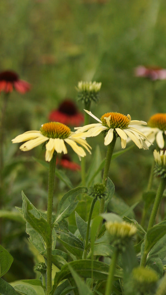 Echinacea purpurea 'Harvest Moon®' - Purpur-Sonnenhut