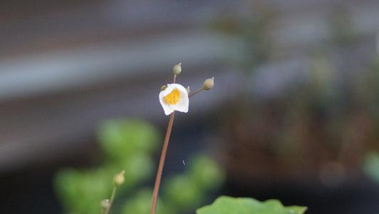 Eomecon chionantha - Schneemohn