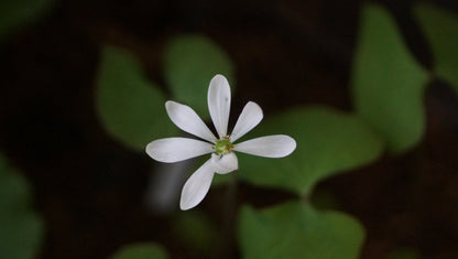 Jeffersonia diphylla - Herzblattschale