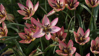 Tulipa Hybride 'Danique' - Botanische Tulpe