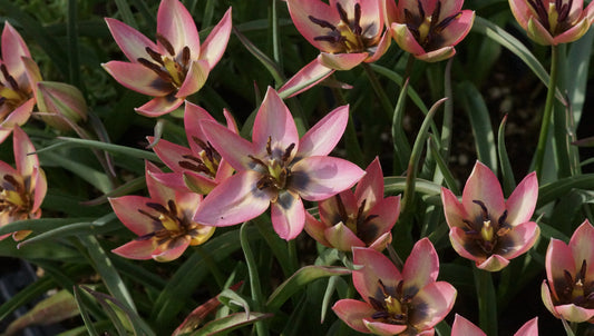 Tulipa Hybride 'Danique' - Botanische Tulpe