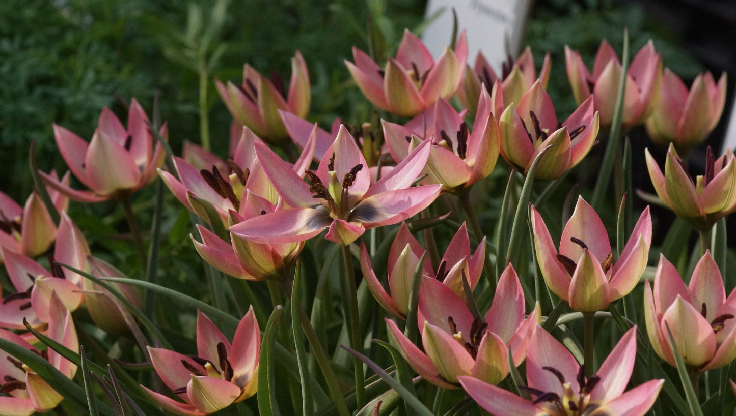 Tulipa Hybride 'Danique' - Botanische Tulpe