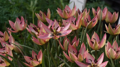 Tulipa Hybride 'Danique' - Botanische Tulpe