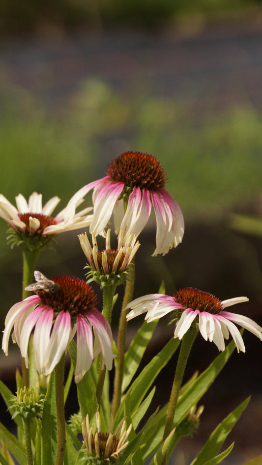 Echinacea purpurea 'Pretty Parasols®' - Purpur-Sonnenhut