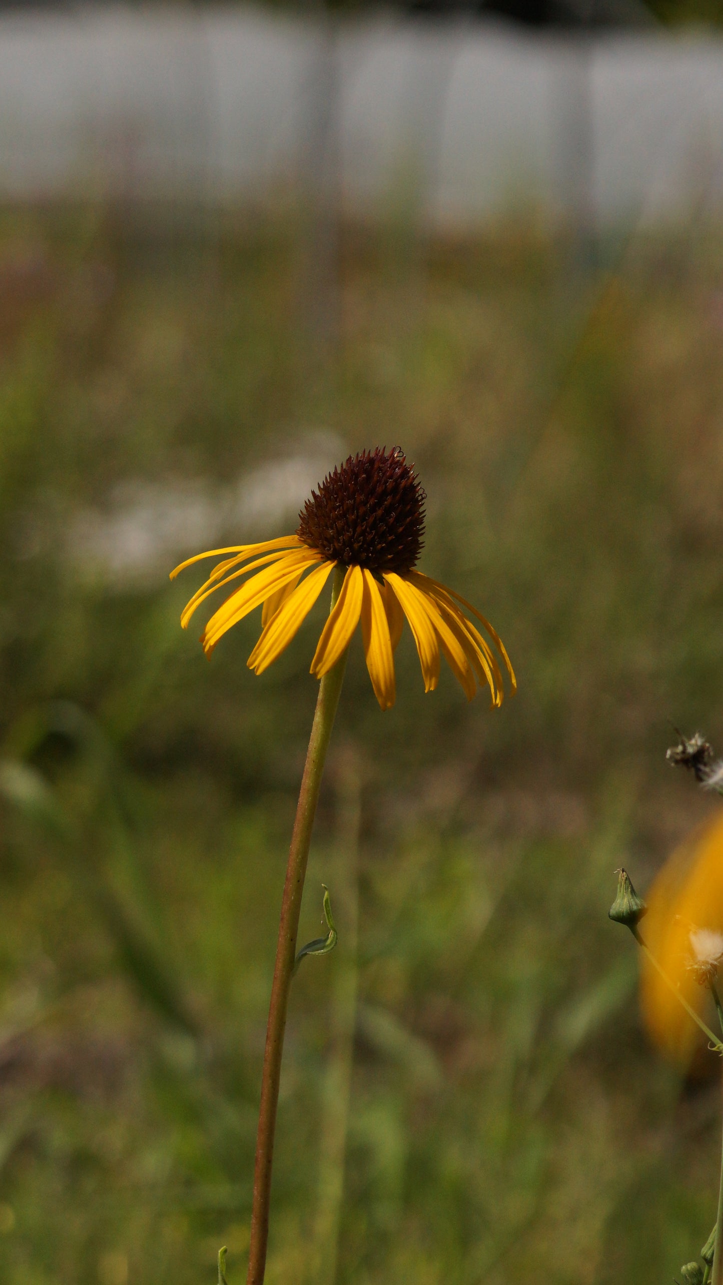 Echinacea paradoxa var. paradoxa - Gelber Sonnenhut