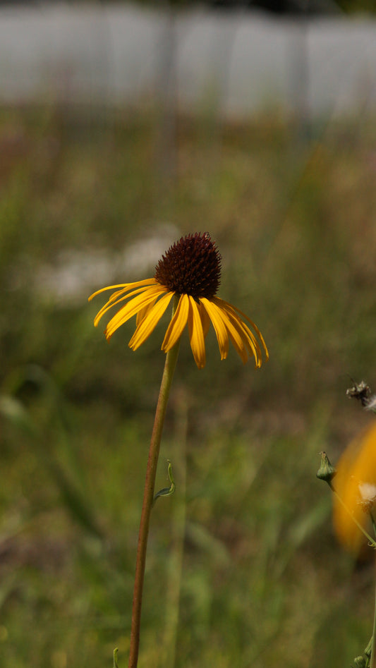 Echinacea paradoxa var. paradoxa - Gelber Sonnenhut