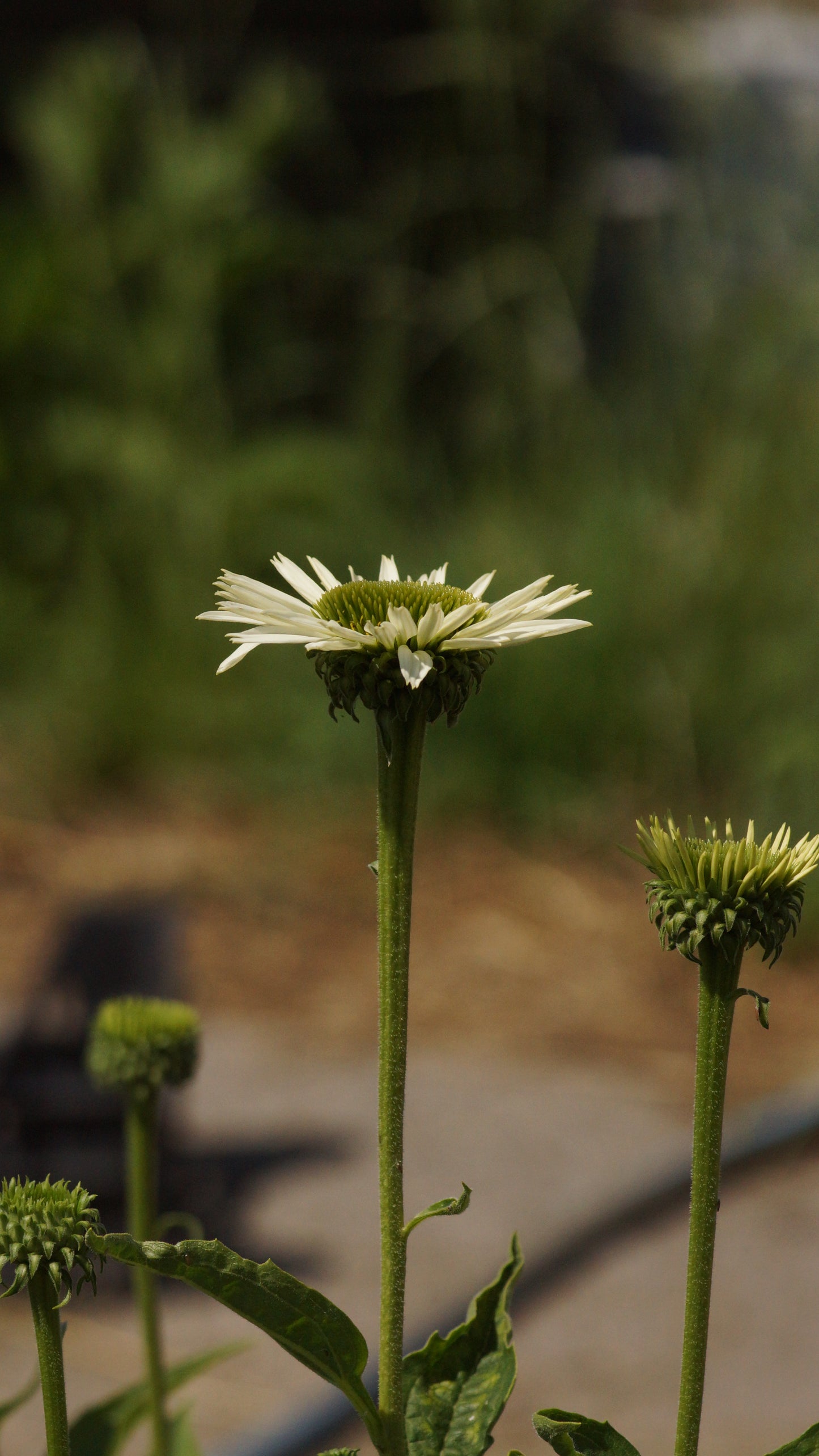 Echinacea purpurea 'Virgin®' - Purpur-Sonnenhut