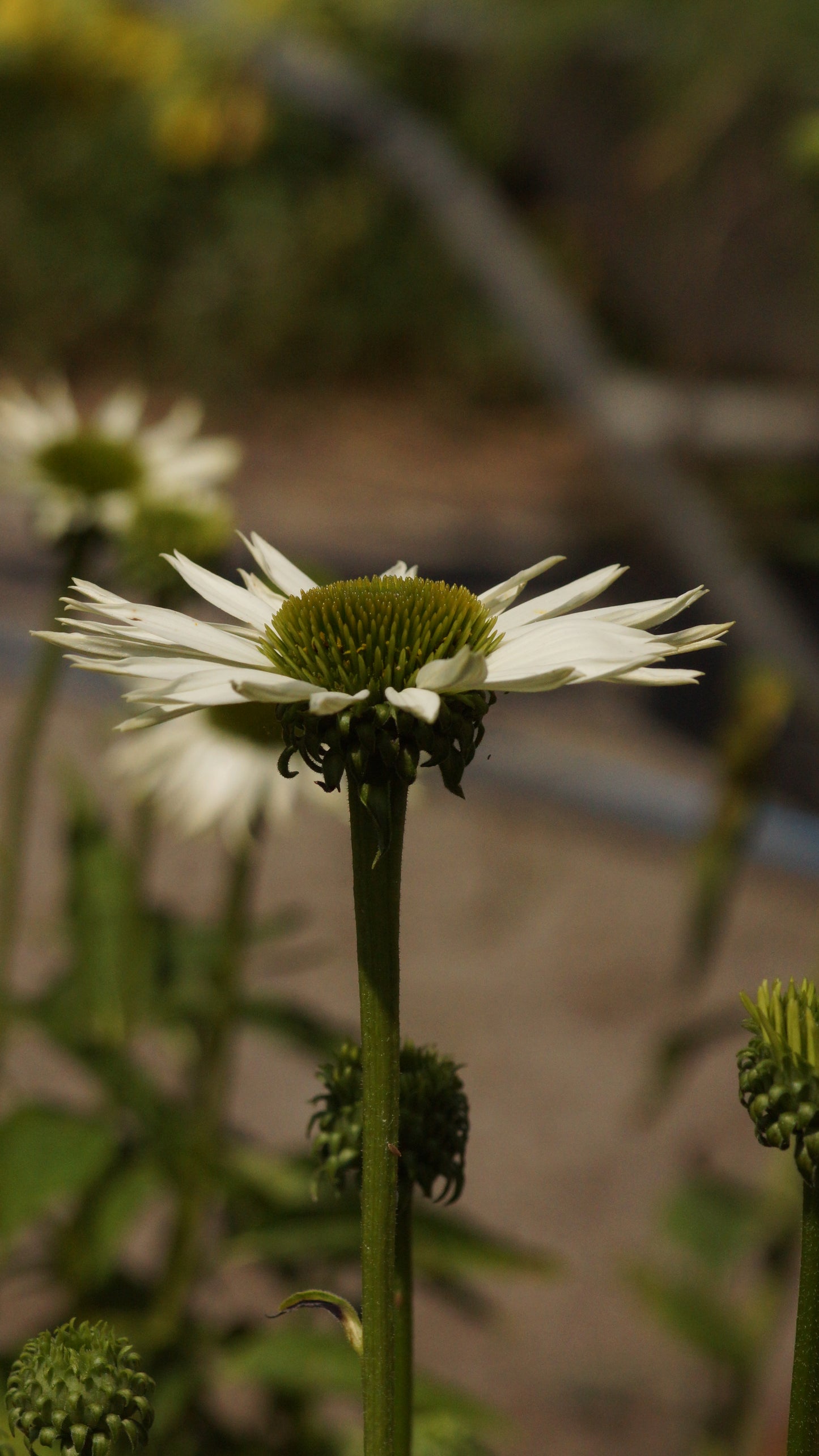 Echinacea purpurea 'Virgin®' - Purpur-Sonnenhut
