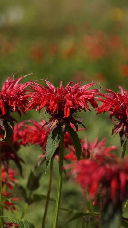 Monarda Fistulosa-Hybride 'Gardenview Scarlet' - Goldmelisse