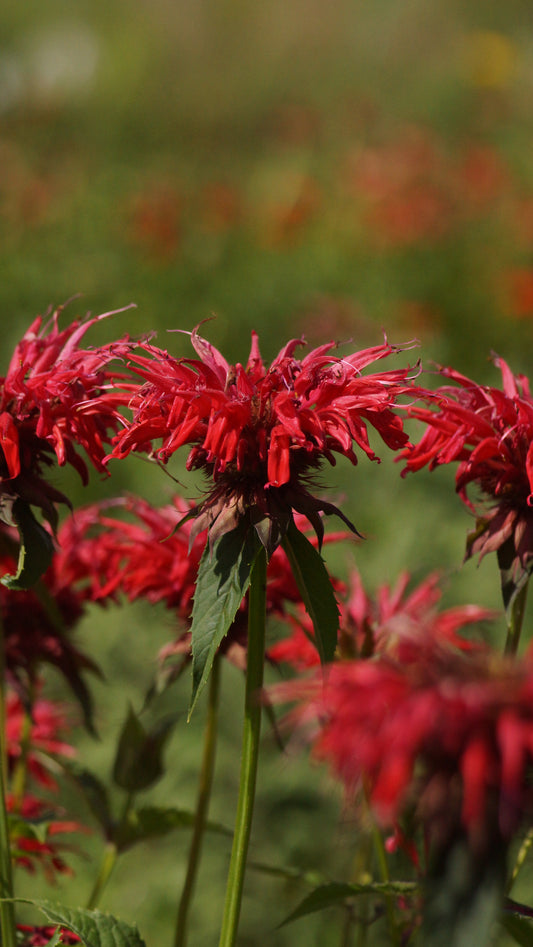 Monarda Fistulosa-Hybride 'Gardenview Scarlet' - Goldmelisse
