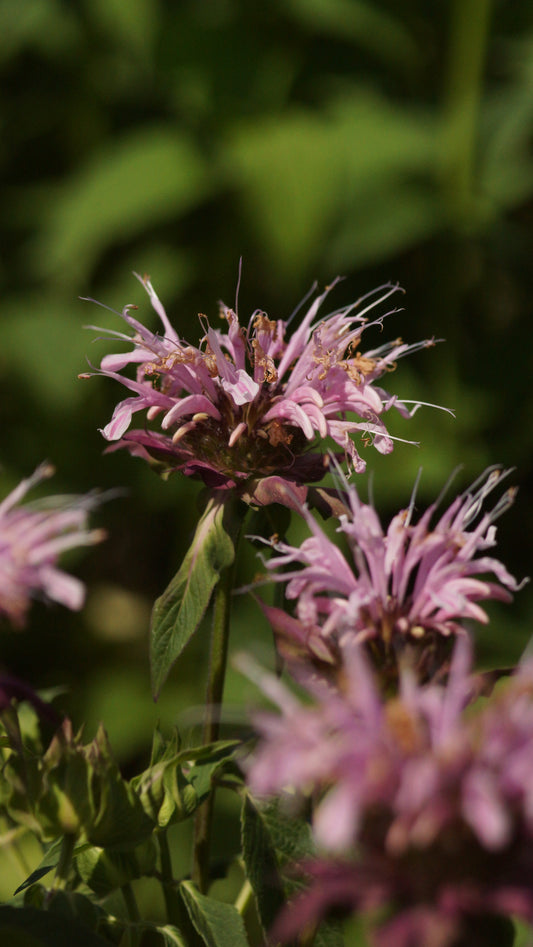 Monarda Fistulosa-Hybride 'Croftway Pink' - Goldmelisse