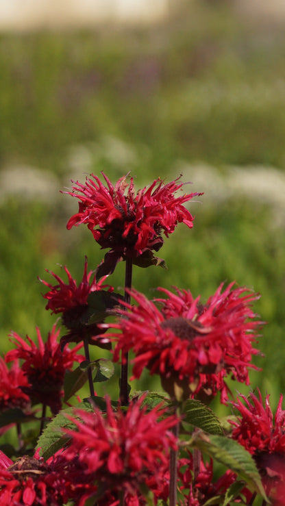 Monarda Didyma-Hybride 'Bee Happy®' - Goldmelisse