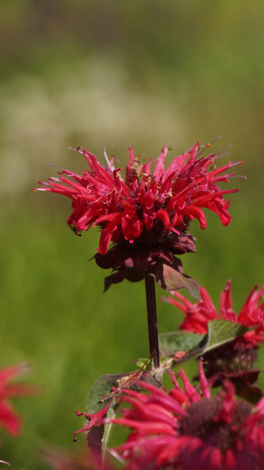 Monarda Didyma-Hybride 'Bee Happy®' - Goldmelisse