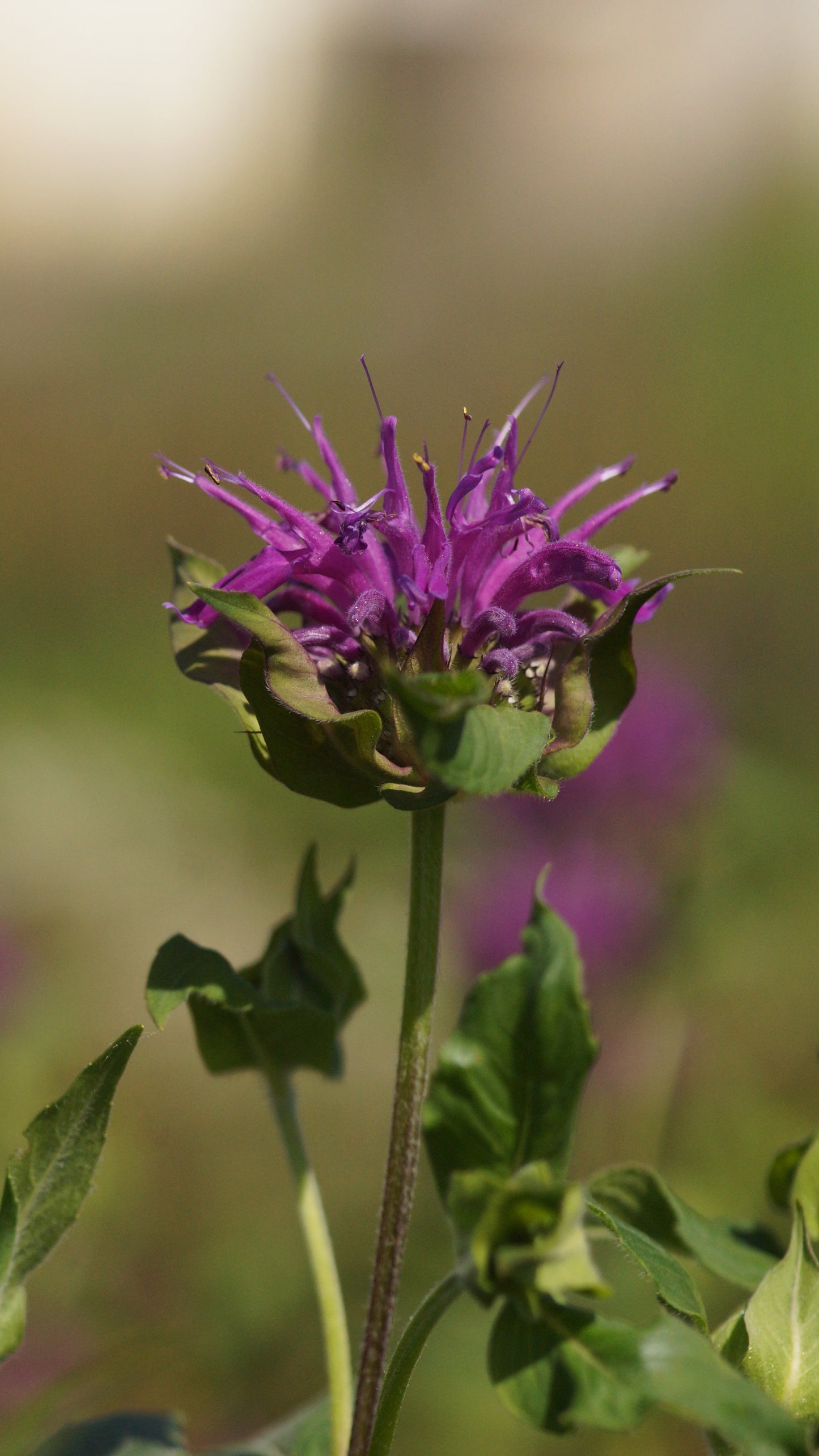 Monarda Fistulosa-Hybride 'Blaustrumpf' - Goldmelisse