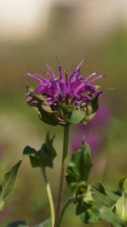 Monarda Fistulosa-Hybride 'Blaustrumpf' - Goldmelisse