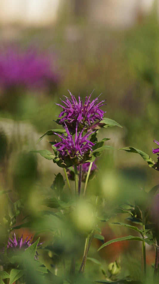 Monarda Fistulosa-Hybride 'Blaustrumpf' - Goldmelisse