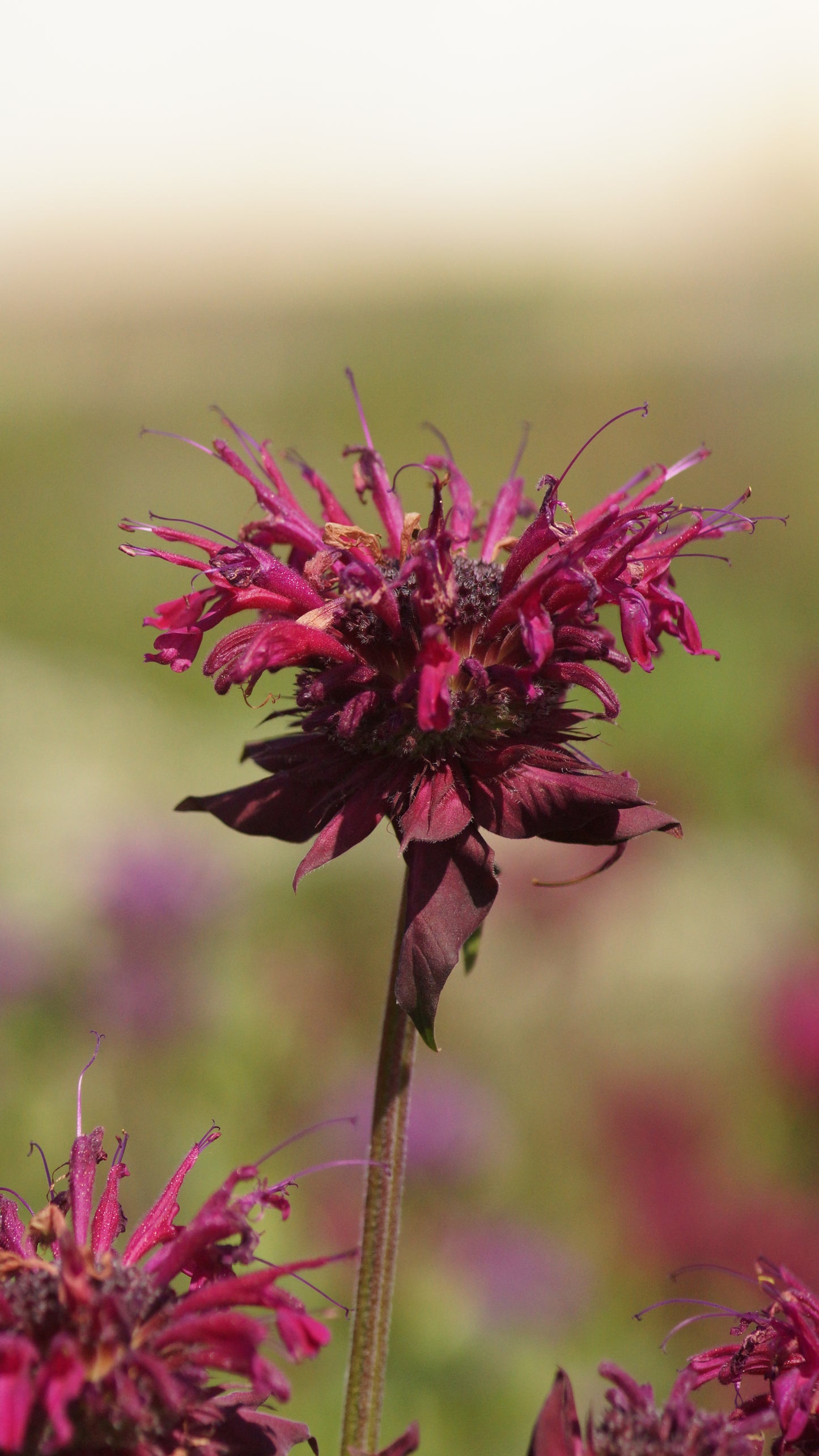 Monarda Fistulosa-Hybride 'Kardinal' - Goldmelisse