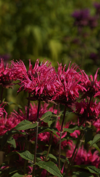 Monarda Fistulosa-Hybride 'Cambridge Scarlet' - Goldmelisse