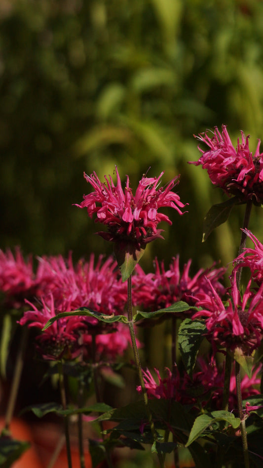 Monarda Fistulosa-Hybride 'Cambridge Scarlet' - Goldmelisse