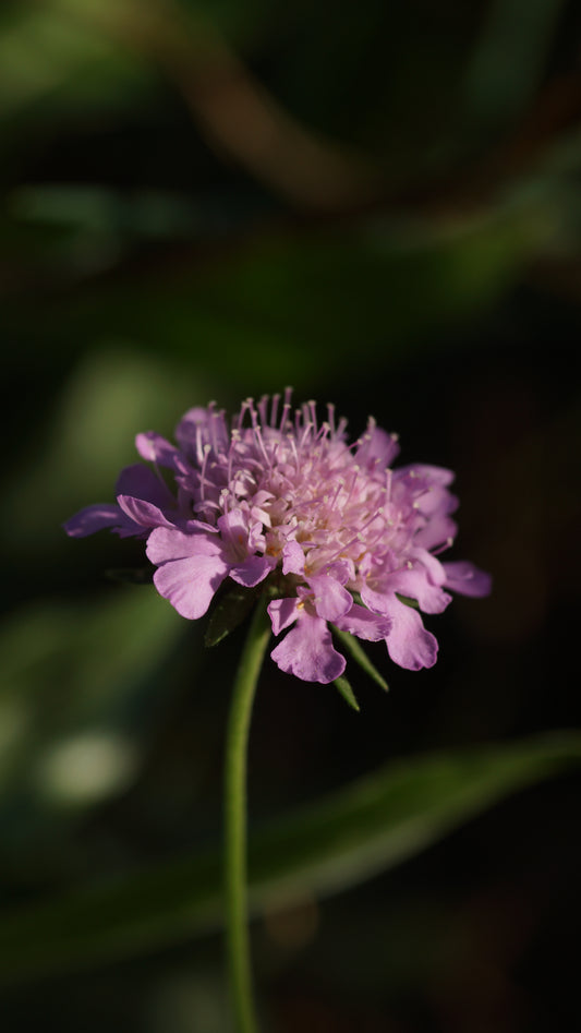 Scabiosa lucida - Glanz-Skabiose