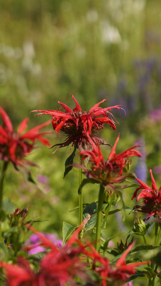 Monarda didyma 'Squaw' - Goldmelisse