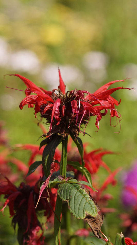 Monarda didyma 'Jacob Cline' - Goldmelisse