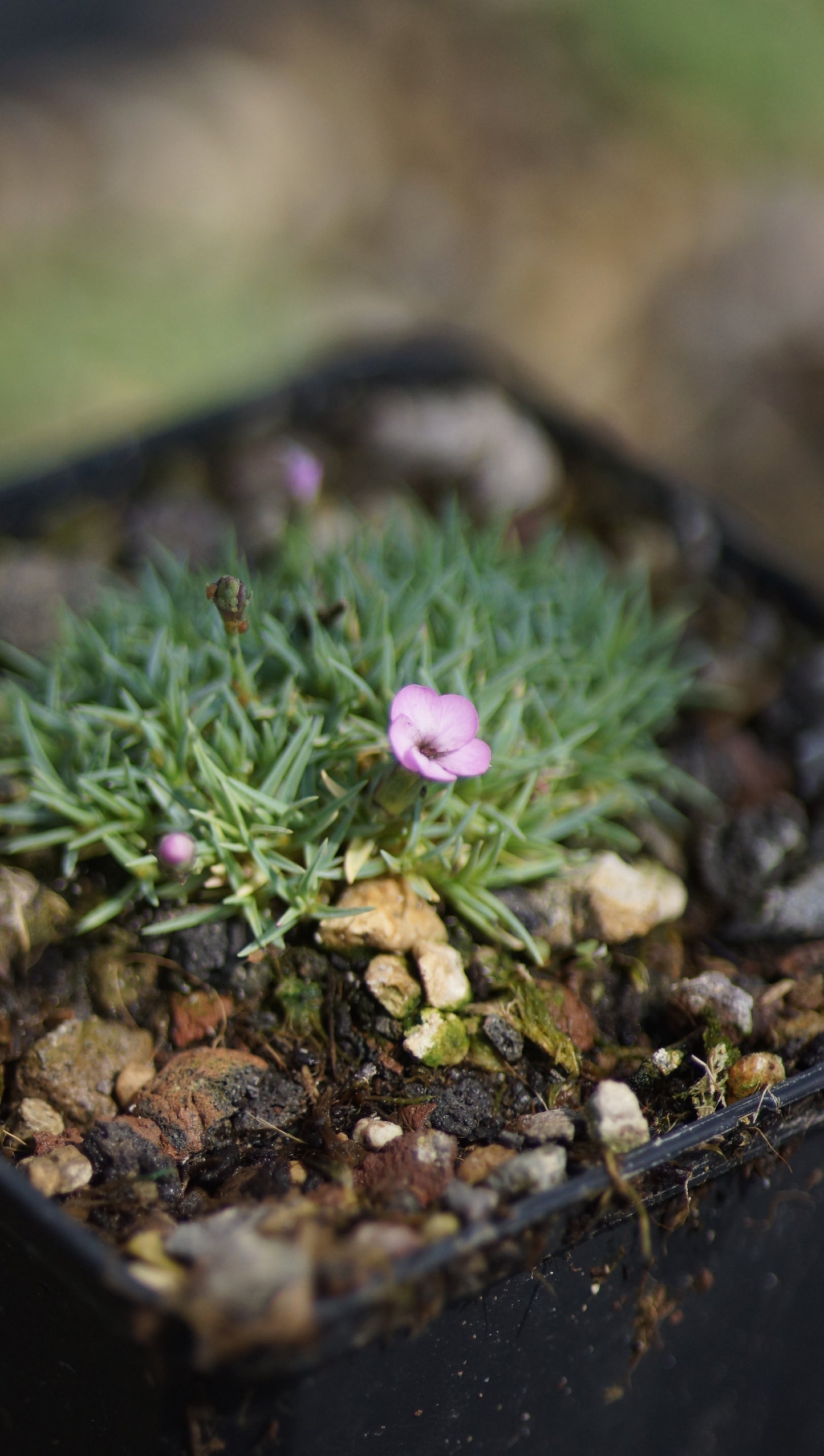 Dianthus subacaulis 'Vera' - Kurzstängelige Nelke