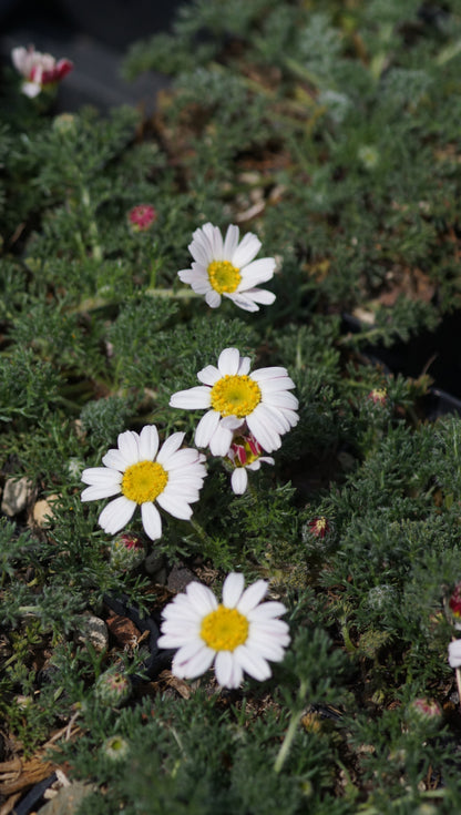 Anacyclus pyrethrum var. depressus f. compactum 'Silberkissen' - Marokkanischer Bertram