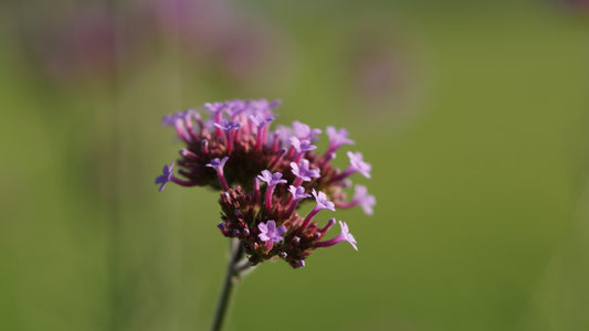 Verbena bonariensis - Patagonisches Eisenkraut