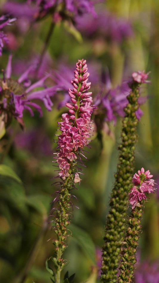 Veronica longifolia 'First Love' - Wiesen-Ehrenpreis