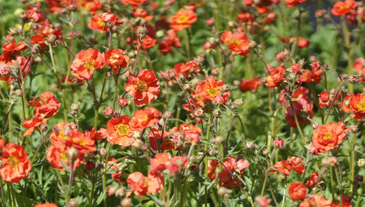 Geum Hybride 'Scarlet Temptest®' - Nelkenwurz