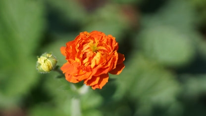 Geum Hybride 'Orange Pumpkin' - Nelkenwurz